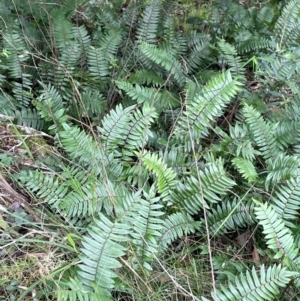 Pellaea falcata at Bournda, NSW - suppressed