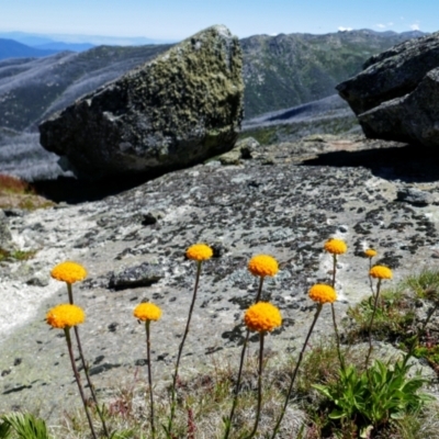 Craspedia sp. (Billy Buttons) at Kosciuszko, NSW - 9 Jan 2020 by MB