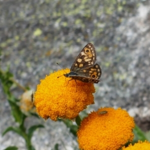 Oreixenica orichora at Kosciuszko, NSW - 9 Jan 2020