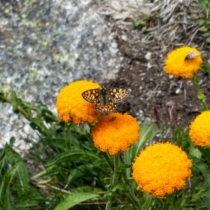 Oreixenica orichora at Kosciuszko, NSW - 9 Jan 2020