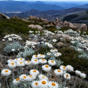 Leucochrysum albicans subsp. tricolor at Kosciuszko, NSW by MB