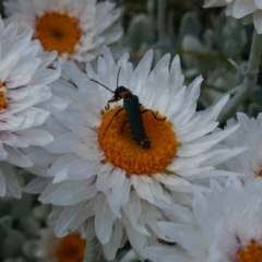 Leucochrysum alpinum at Kosciuszko, NSW - 9 Jan 2020 01:39 PM