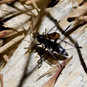Pompilinae (Subfamily) at Lake Innes, NSW - 27 Nov 2023 12:07 PM