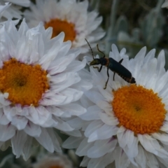 Chauliognathus lugubris (Plague Soldier Beetle) at Kosciuszko, NSW - 9 Jan 2020 by MB