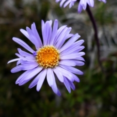 Brachyscome sp. (Cut-leaf Daisy) at Kosciuszko, NSW - 9 Jan 2020 by MB