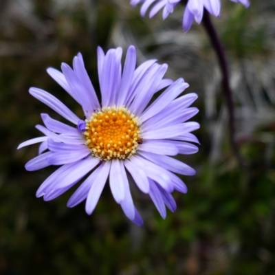 Brachyscome sp. (Cut-leaf Daisy) at Kosciuszko, NSW - 9 Jan 2020 by MB