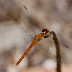 Nannodiplax rubra (Pygmy Percher) at Lake Innes, NSW - 27 Nov 2023 by KorinneM