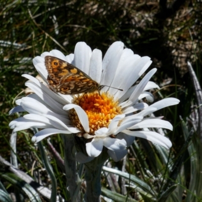 Celmisia costiniana (Costin's Snow Daisy) at Munyang, NSW - 17 Jan 2021 by MB