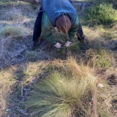 Nassella trichotoma (Serrated Tussock) at Hackett, ACT - 26 Jul 2024 by waltraud