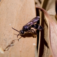 Odontomyrme sp. (genus) at Lake Innes, NSW - 27 Nov 2023 by KorinneM