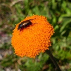 Craspedia aurantia var. aurantia (Orange Billy Buttons) at Munyang, NSW - 17 Jan 2021 by MB