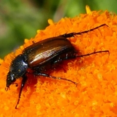 Phyllotocus sp. (genus) (Nectar scarab) at Munyang, NSW - 17 Jan 2021 by MB