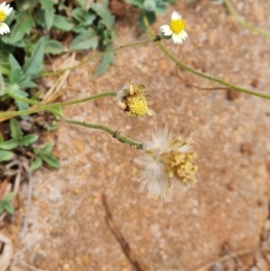Unidentified Daisy at Bamaga, QLD by Mike