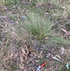 Nassella trichotoma at Hackett, ACT - 26 Jul 2024