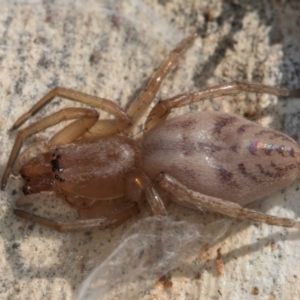 Clubiona sp. (genus) at Melba, ACT - 26 Jul 2024