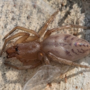 Unidentified Spider (Araneae) at Melba, ACT by kasiaaus
