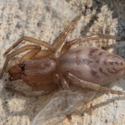 Clubiona sp. (genus) (Unidentified Stout Sac Spider) at Melba, ACT - 26 Jul 2024 by kasiaaus