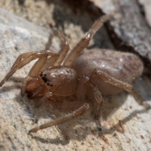 Clubiona sp. (genus) at Melba, ACT - 26 Jul 2024