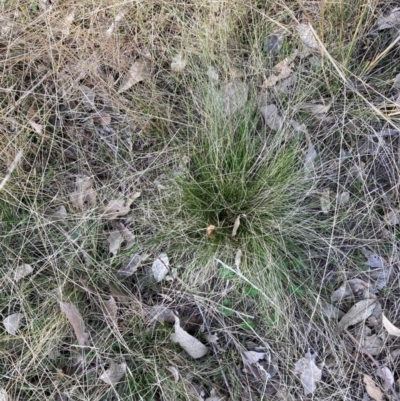 Nassella trichotoma (Serrated Tussock) at Watson, ACT - 24 Jul 2024 by waltraud