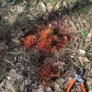 Nassella trichotoma at Watson, ACT - 24 Jul 2024