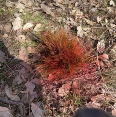 Nassella trichotoma at Watson, ACT - 24 Jul 2024