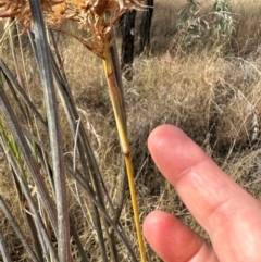 Themeda quadrivalvis at Porcupine, QLD - 26 Jul 2024 02:02 PM