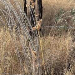 Themeda quadrivalvis at Porcupine, QLD - 26 Jul 2024 02:02 PM