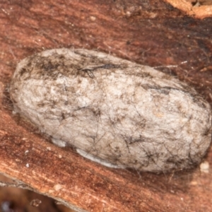 Pernattia pusilla at Melba, ACT - 19 Aug 2024 05:03 PM