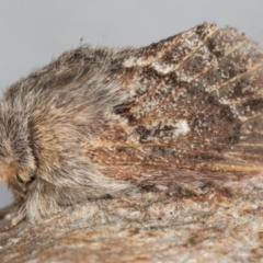 Pernattia pusilla at Melba, ACT - 19 Aug 2024 05:03 PM