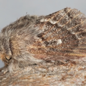 Pernattia pusilla at Melba, ACT - 19 Aug 2024 05:03 PM