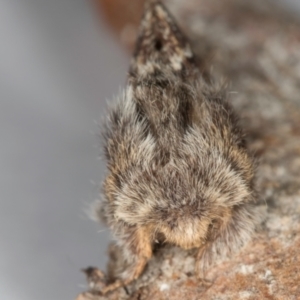 Pernattia pusilla at Melba, ACT - 19 Aug 2024 05:03 PM