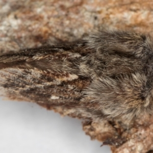 Pernattia pusilla at Melba, ACT - 19 Aug 2024 05:03 PM