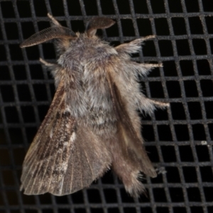 Pernattia pusilla at Melba, ACT - 19 Aug 2024 05:03 PM