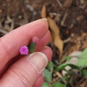 Emilia sonchifolia at Mount Surprise, QLD - 27 Jul 2024