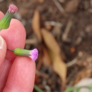 Emilia sonchifolia at Mount Surprise, QLD - 27 Jul 2024