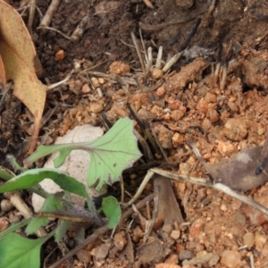 Emilia sonchifolia at Mount Surprise, QLD - 27 Jul 2024