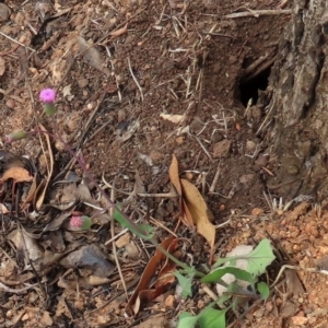 Emilia sonchifolia at Mount Surprise, QLD - 27 Jul 2024