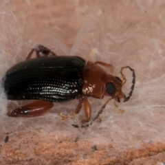 Arsipoda laeviceps (a red-legged flea beetle) at Melba, ACT - 26 Jul 2024 by kasiaaus