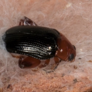 Arsipoda laeviceps at Melba, ACT - 26 Jul 2024