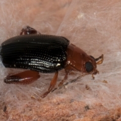 Arsipoda laeviceps at Melba, ACT - 26 Jul 2024