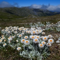 Leucochrysum alpinum (Alpine Sunray) at Geehi, NSW - 17 Jan 2021 by MB