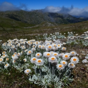 Leucochrysum alpinum at Geehi, NSW - 17 Jan 2021