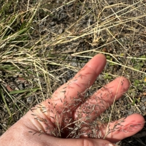 Eragrostis curvula at Porcupine, QLD - 26 Jul 2024