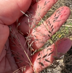 Eragrostis curvula at Porcupine, QLD - 26 Jul 2024