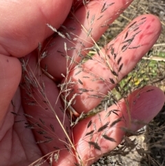 Eragrostis parviflora at Porcupine, QLD - 26 Jul 2024 01:55 PM