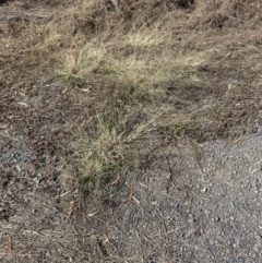 Eragrostis curvula at Porcupine, QLD - 26 Jul 2024