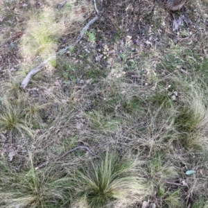 Nassella trichotoma at Watson, ACT - 24 Jul 2024