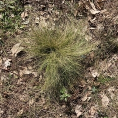 Nassella trichotoma (Serrated Tussock) at Watson, ACT - 24 Jul 2024 by waltraud