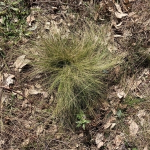 Nassella trichotoma at Watson, ACT - 24 Jul 2024