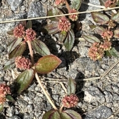 Euphorbia hirta (Asthma Plant) at Porcupine, QLD - 26 Jul 2024 by lbradley